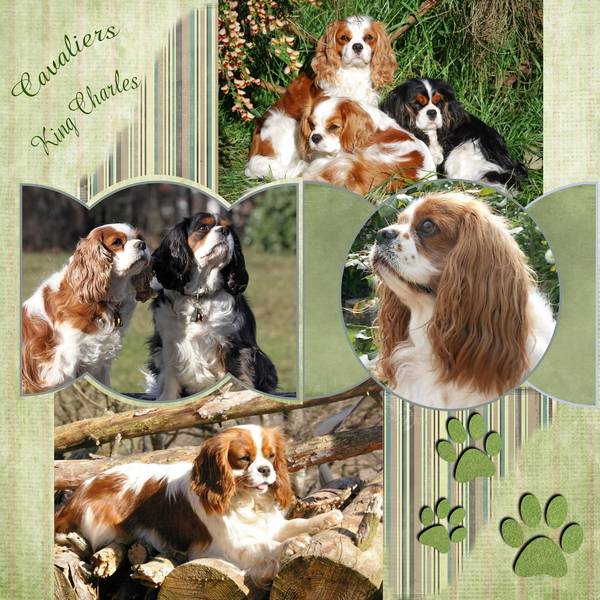Cavaliers_King_Charles_2
