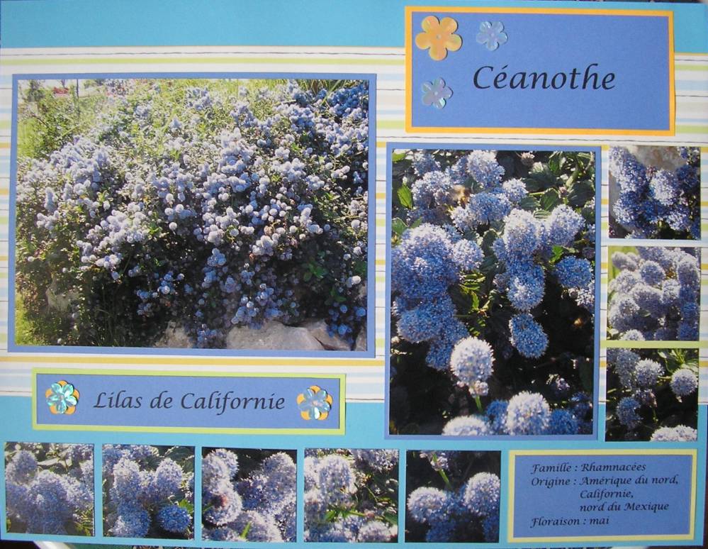 céanothe