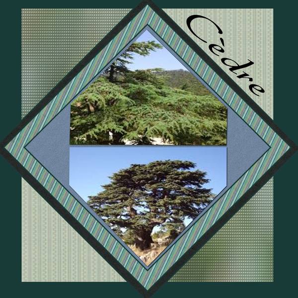 CEDRE.... DU LIBAN !