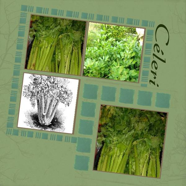 CELERI BRANCHE