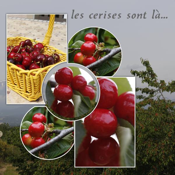 cerises-mai