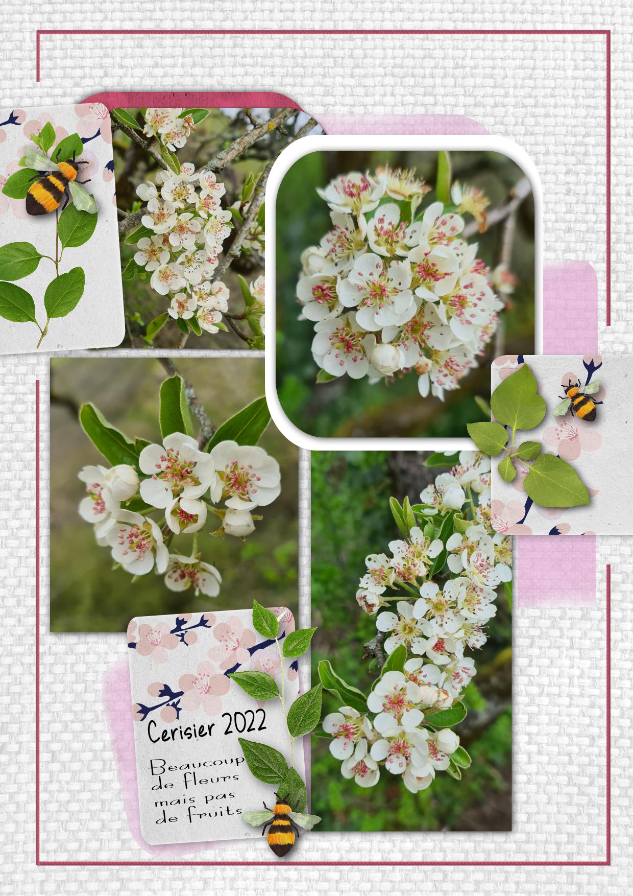 cerisier mod monik bombay.jpg