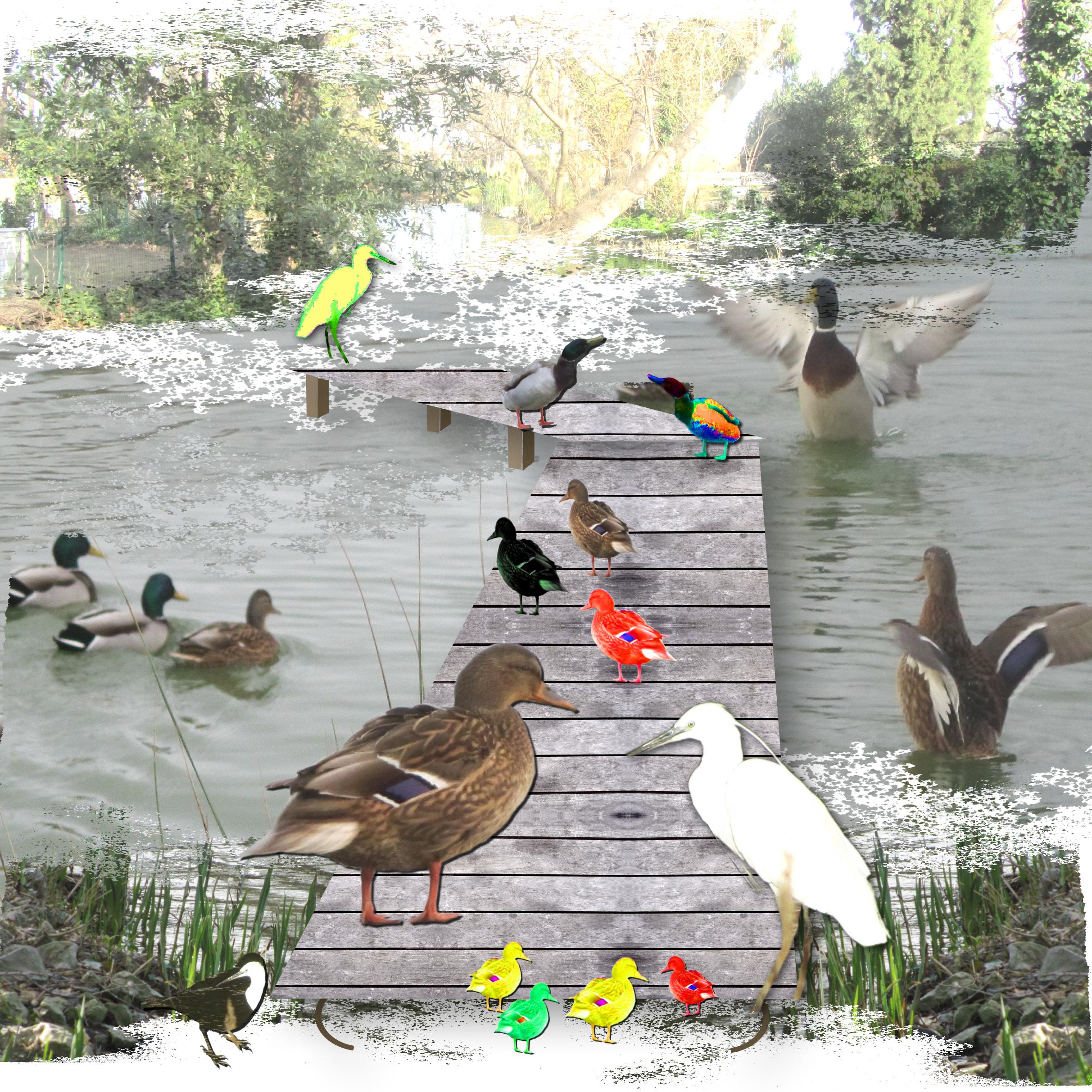 C'est la fête des canards.jpg