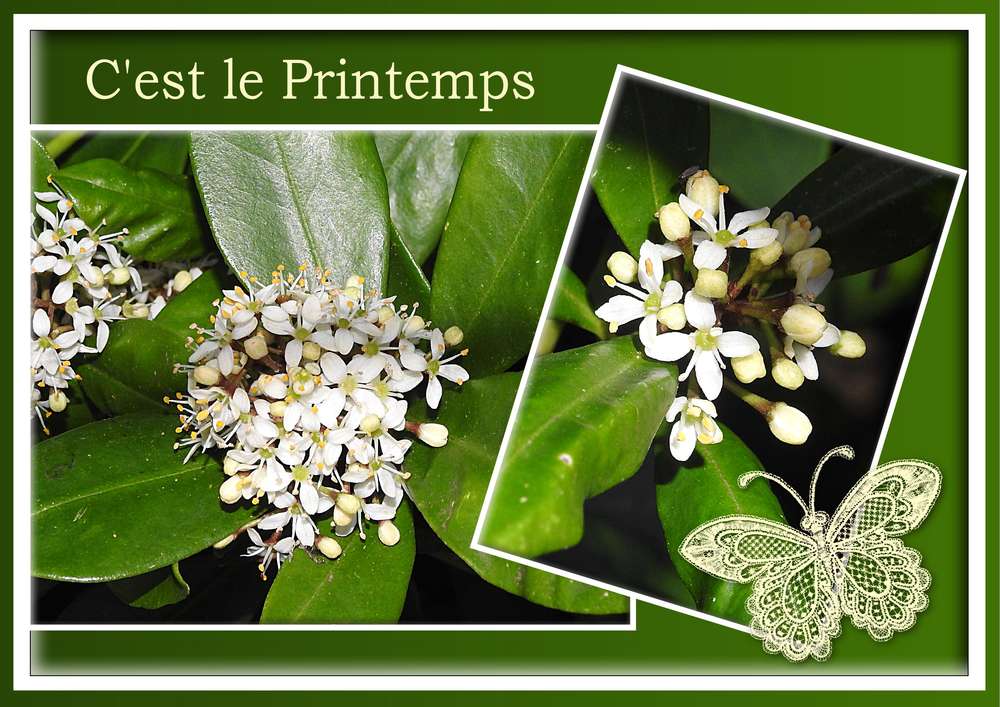 C'EST LE PRINTEMPS
