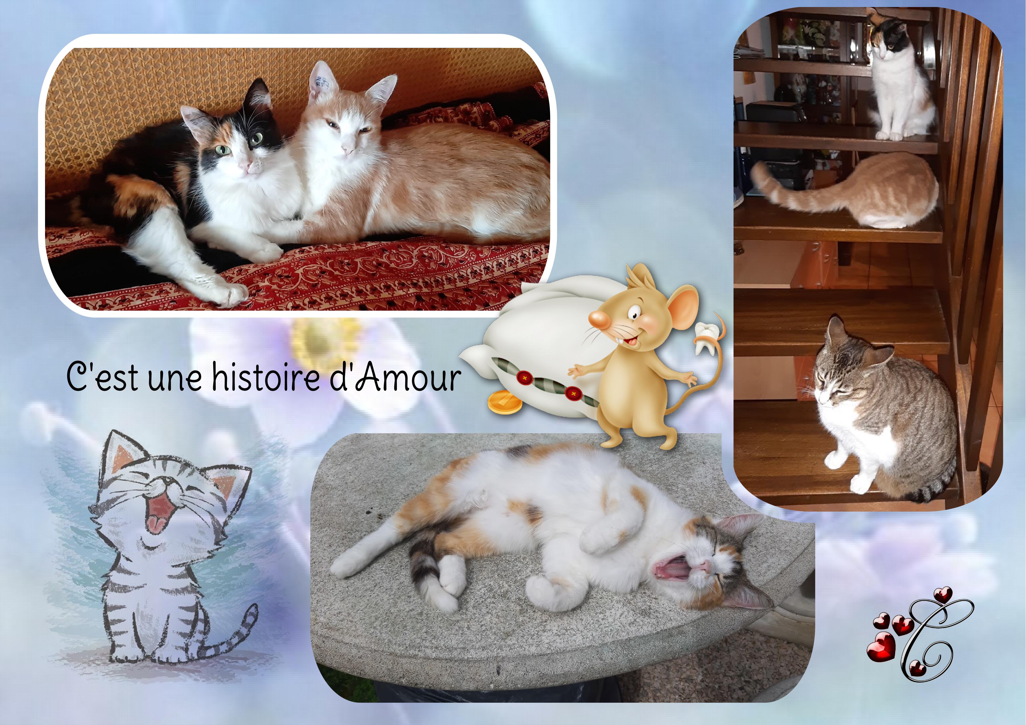 c'est une histoire d'Amour de chats.jpg