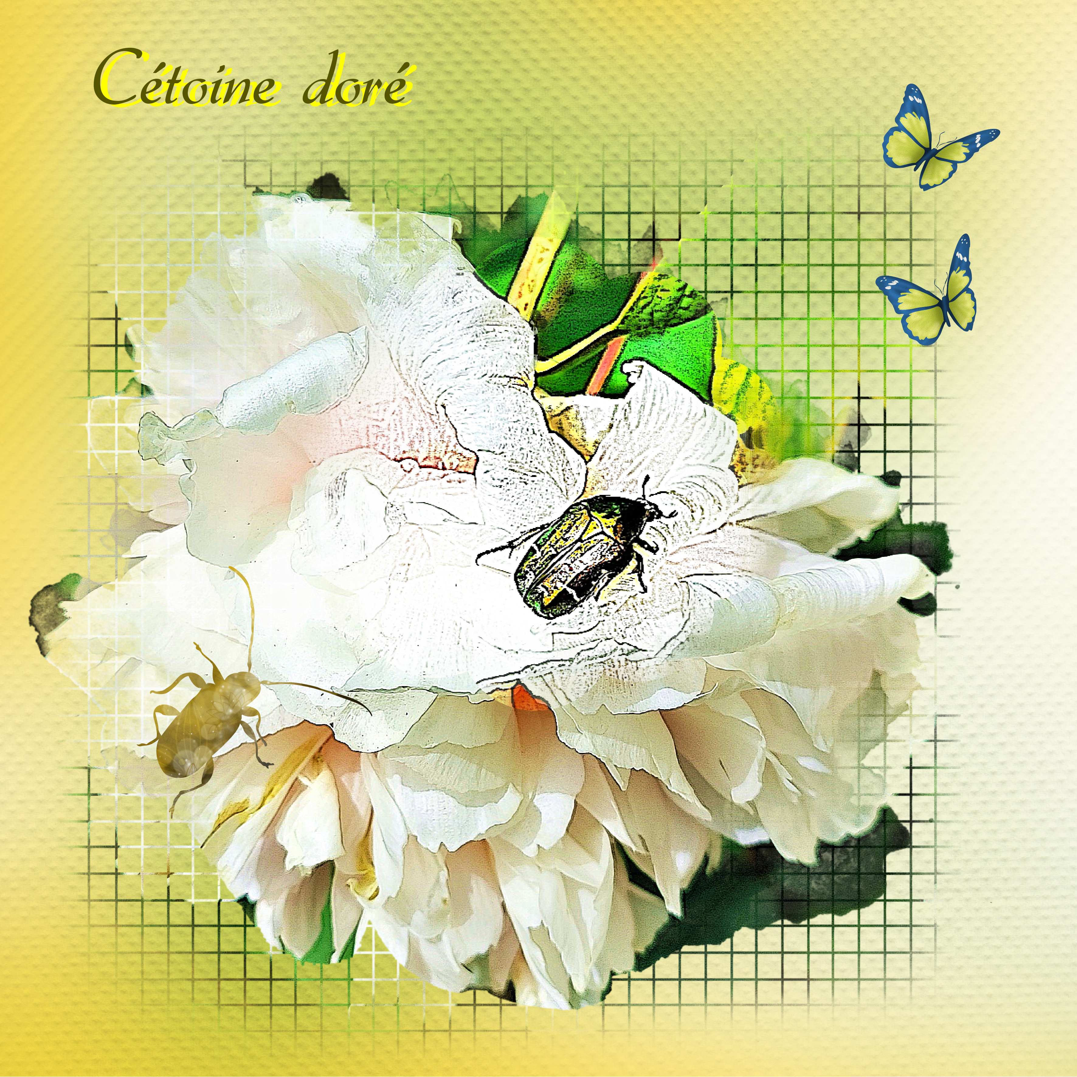 Cétoine doré 23 04 2023.jpg