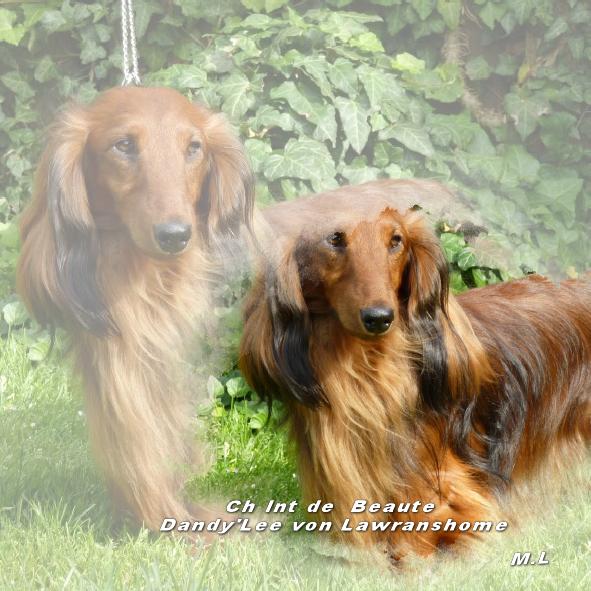 Ch Int de Beauté Dandy Lee von Lawranshome