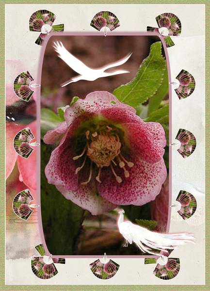 Challende Max - Le jardin aux oiseaux.