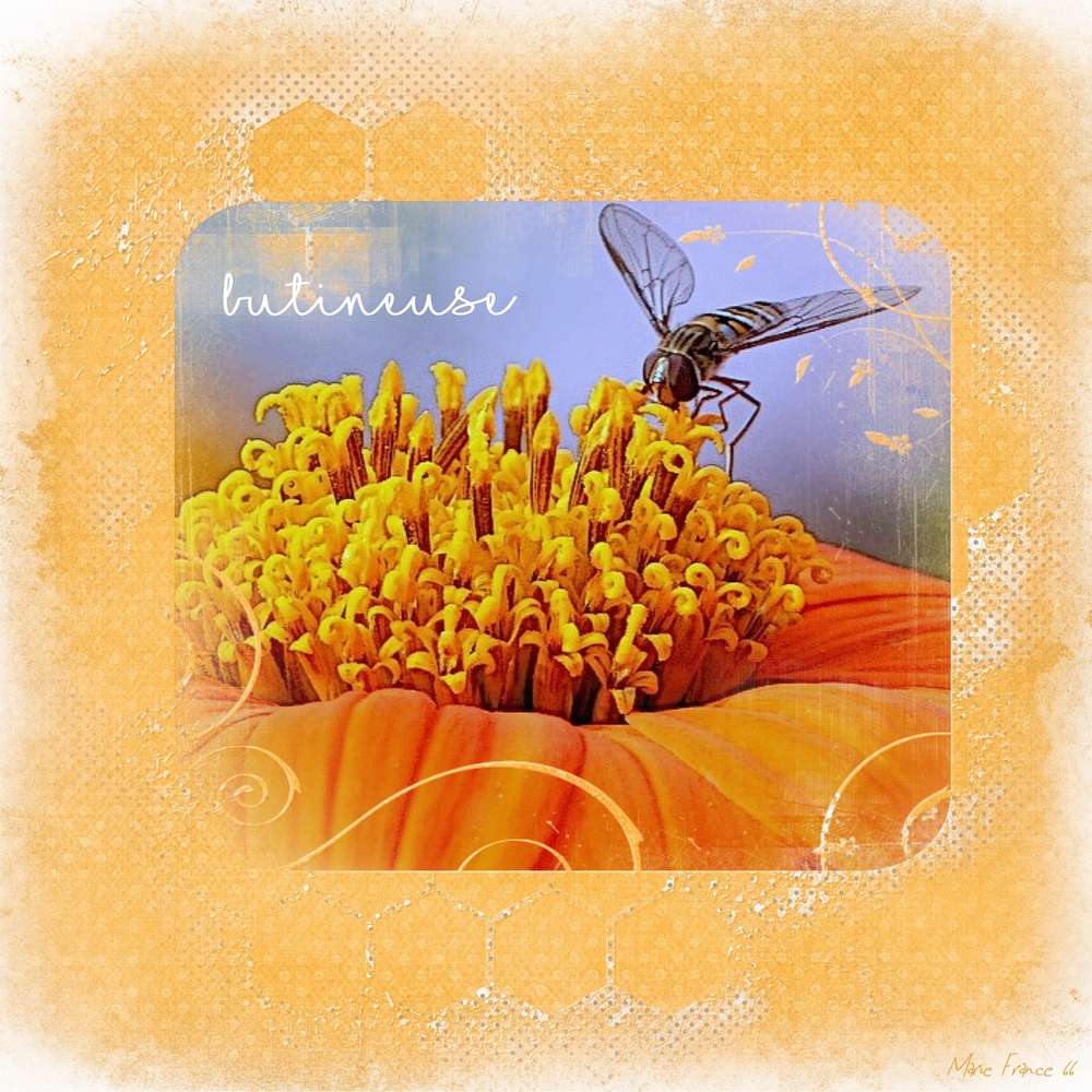 CHALLENGE ARC EN CIEL 16 JANVIER ORANGE 2