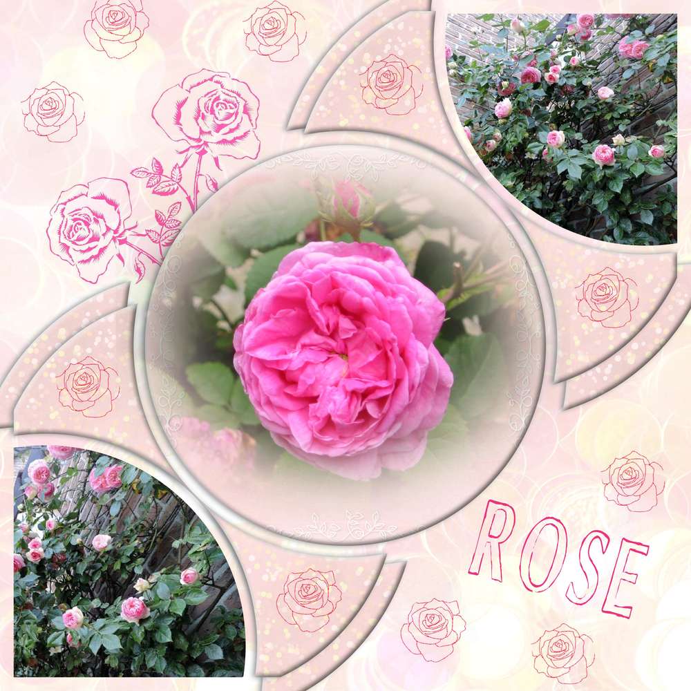 challenge arc en ciel 1801 rose