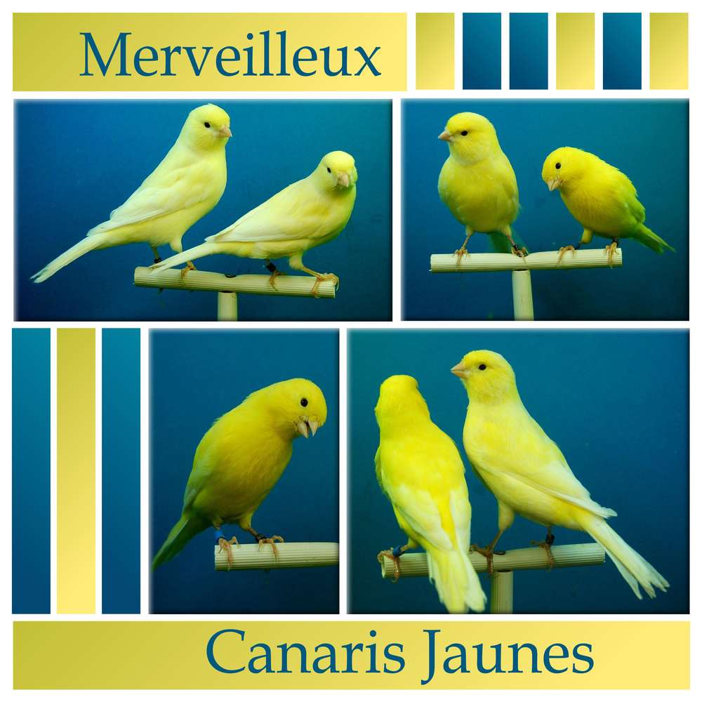 CHALLENGE ARC-EN-CIEL - JAUNE