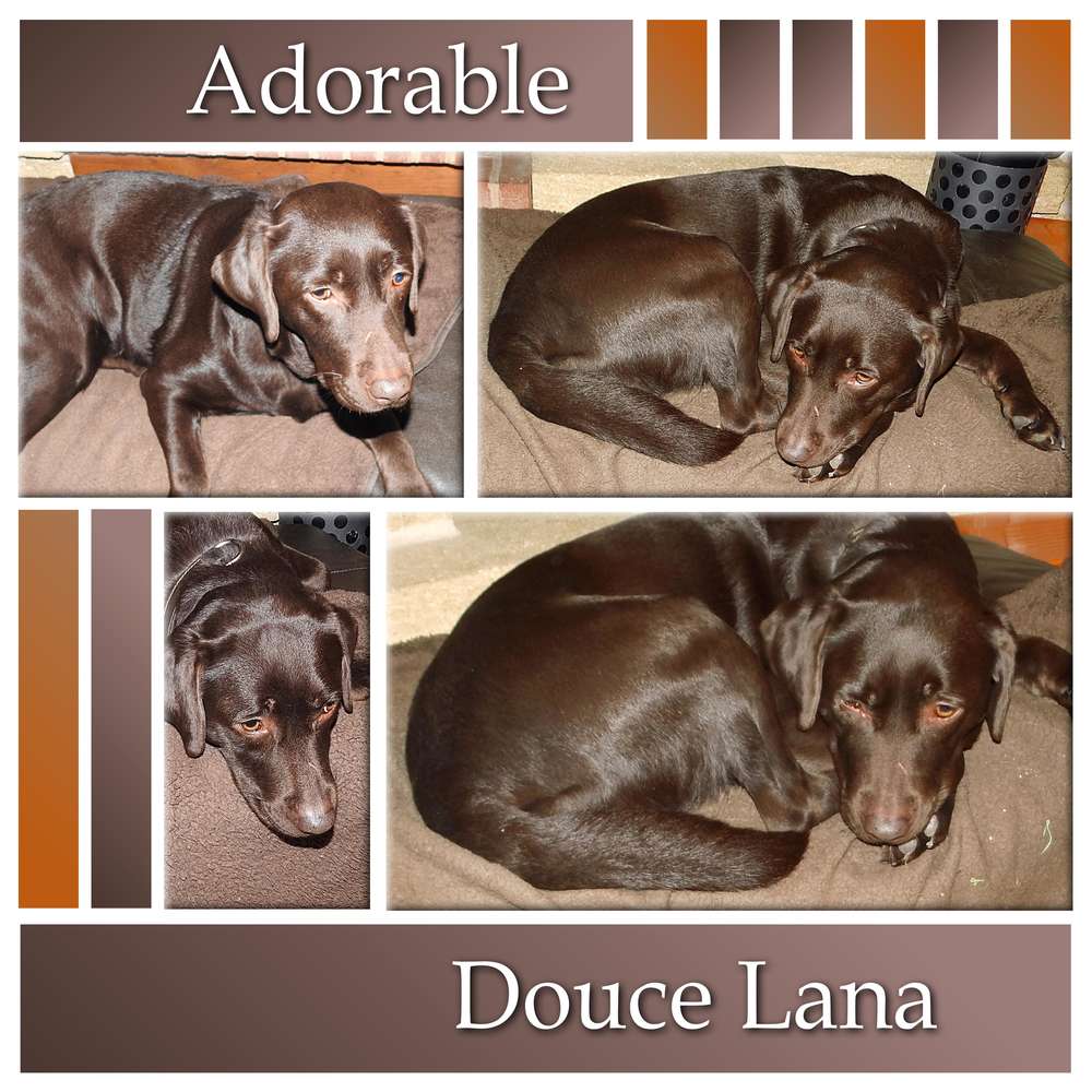 CHALLENGE ARC-EN-CIEL - MARRON