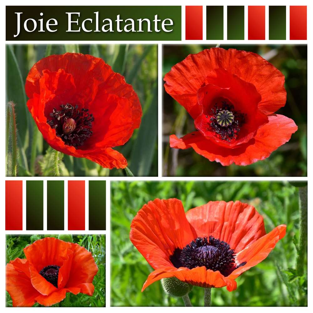 CHALLENGE ARC-EN-CIEL - ROUGE