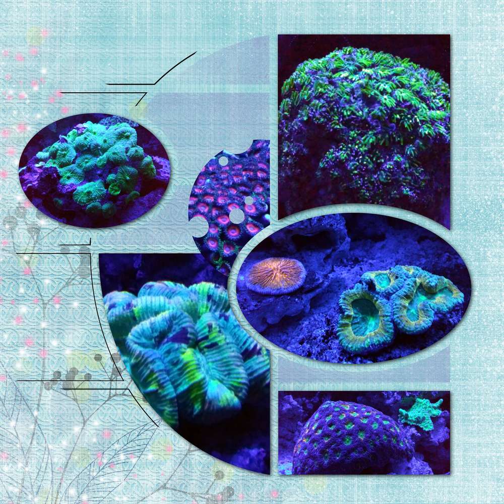 Challenge arc en ciel