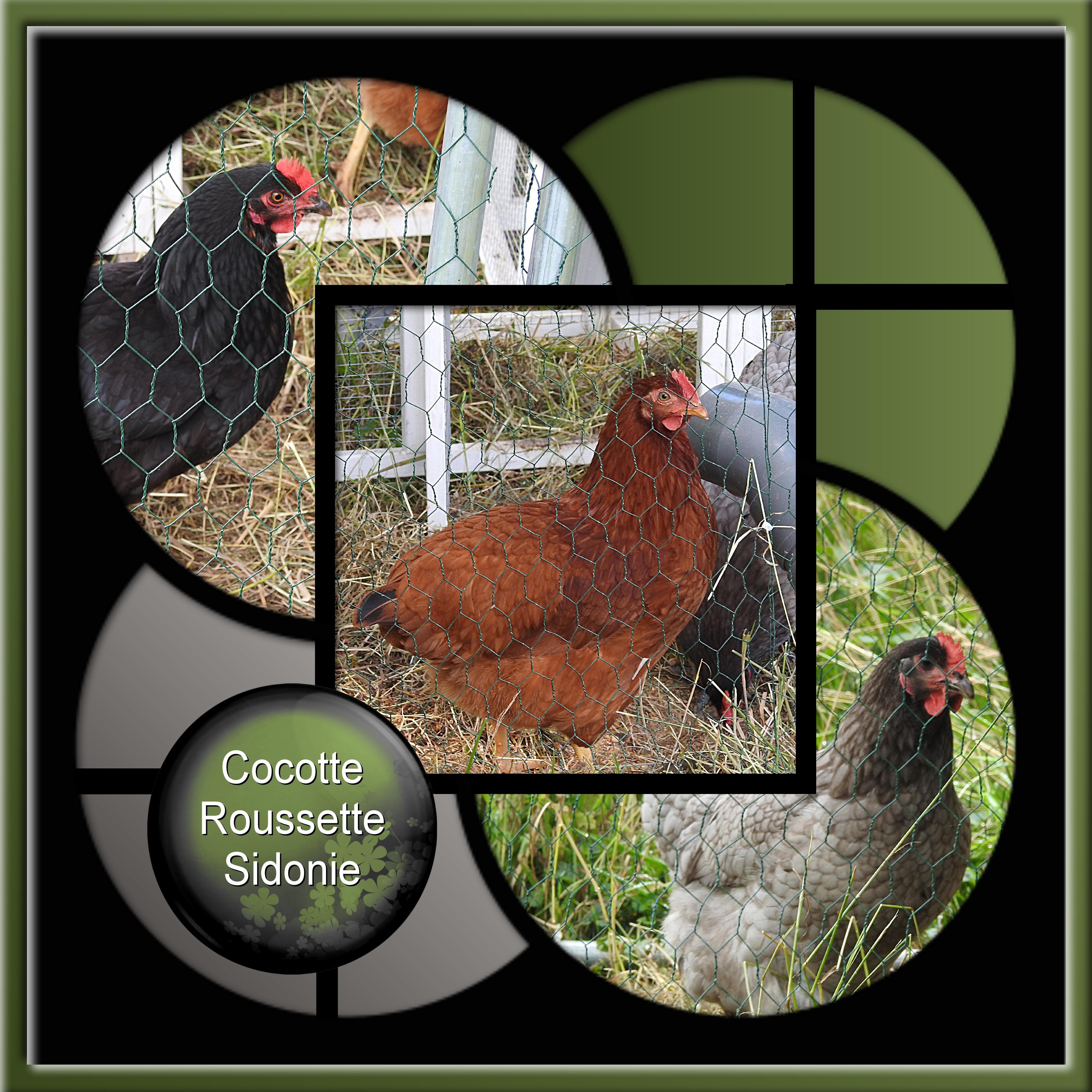 CHALLENGE CADRE - COCOTTE-ROUSSETTE-SIDONIE