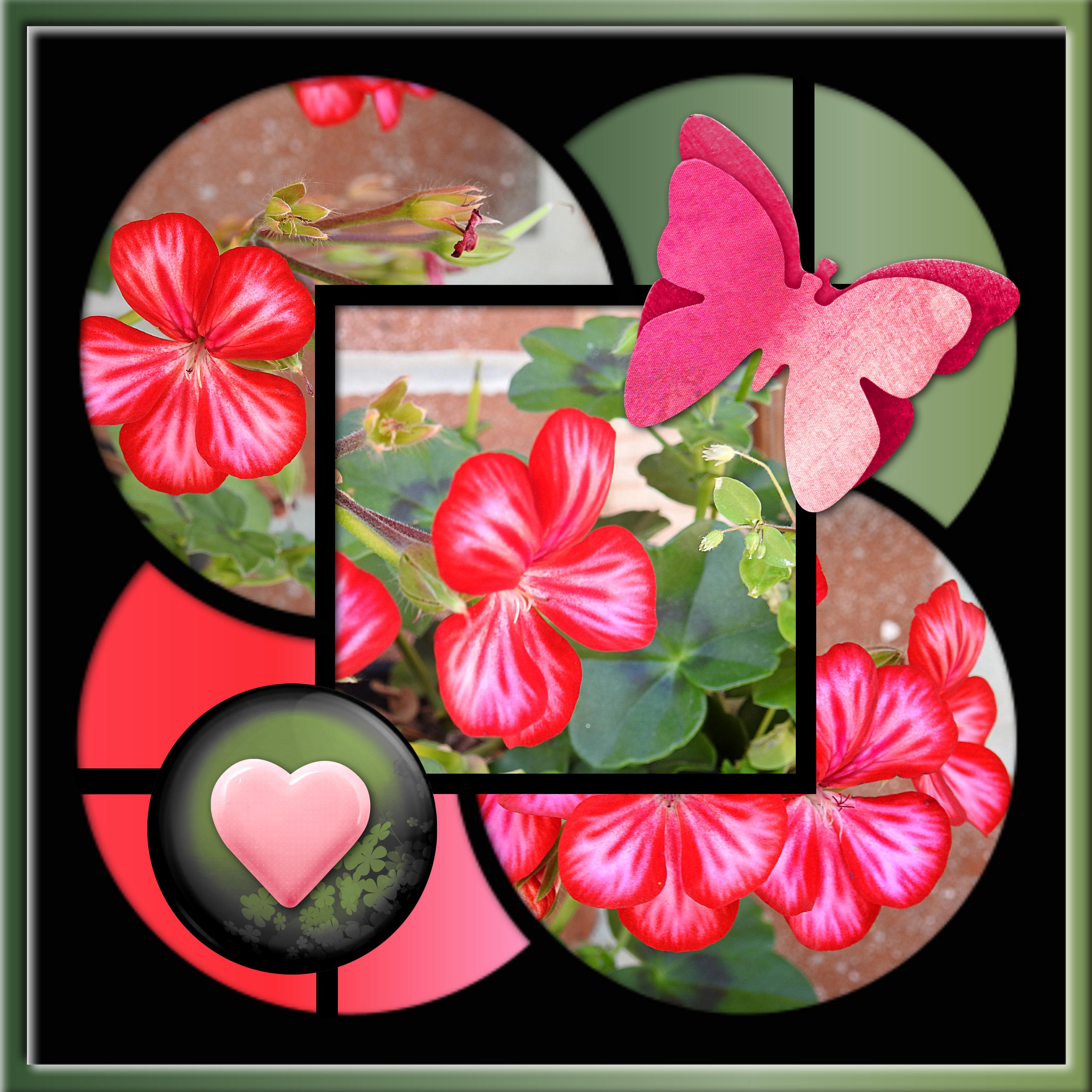 CHALLENGE CADRE - GERANIUM