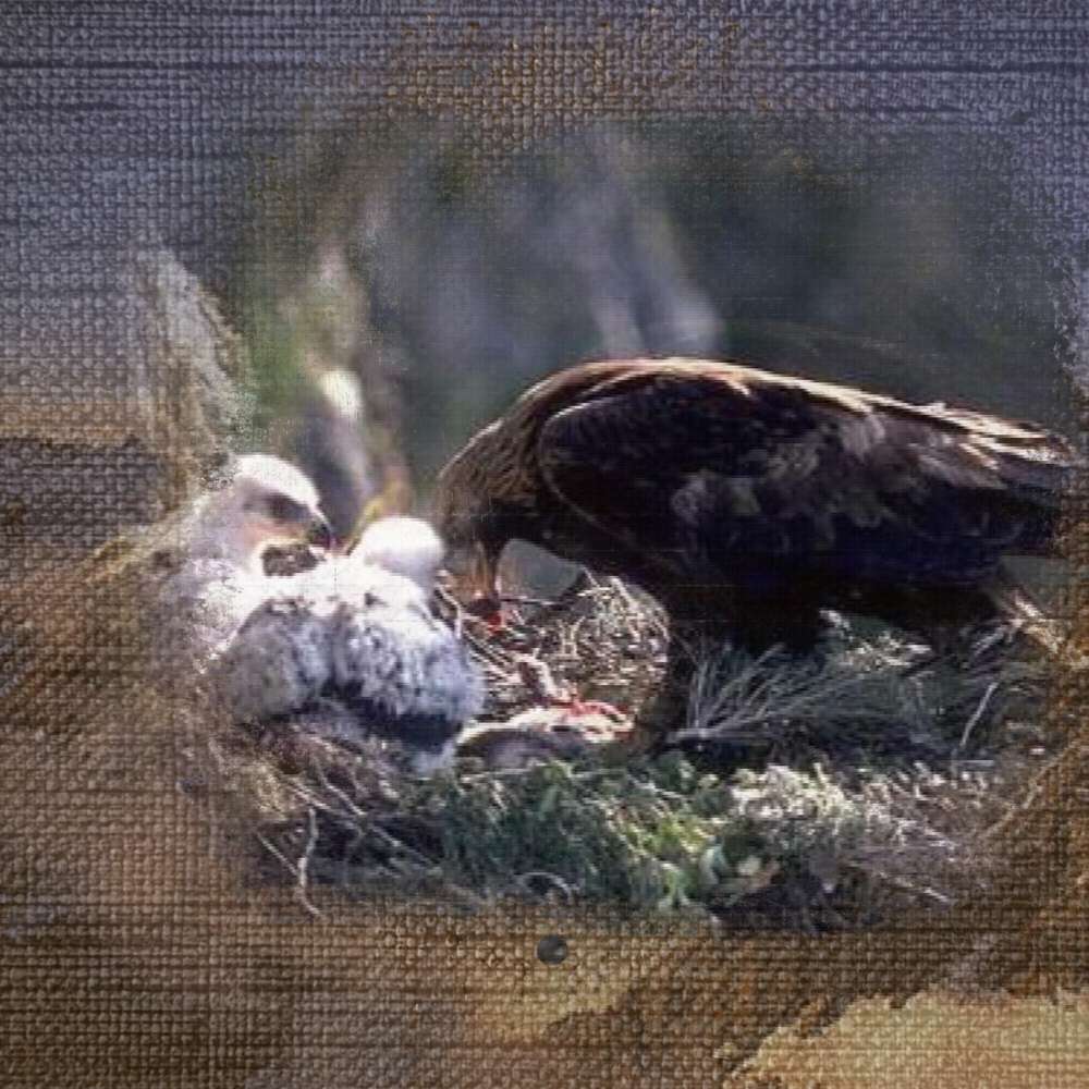 challenge Corinne : rapaces