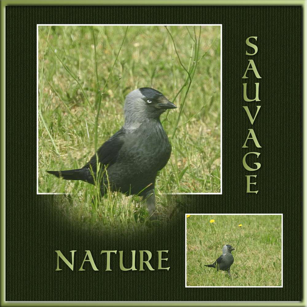 CHALLENGE-HORS CADRE - NATURE SAUVAGE