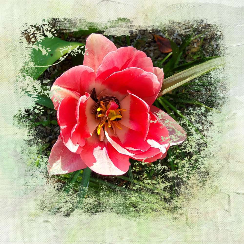 Challenge Liligraphik