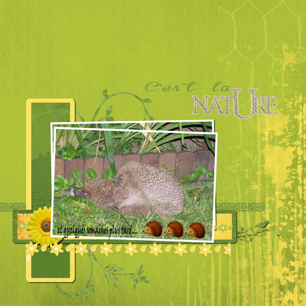 Challenge Liligraphik