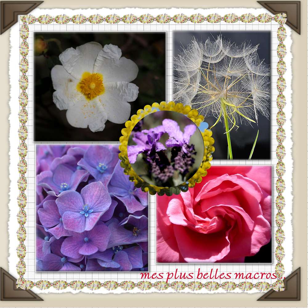 challenge-max-macros