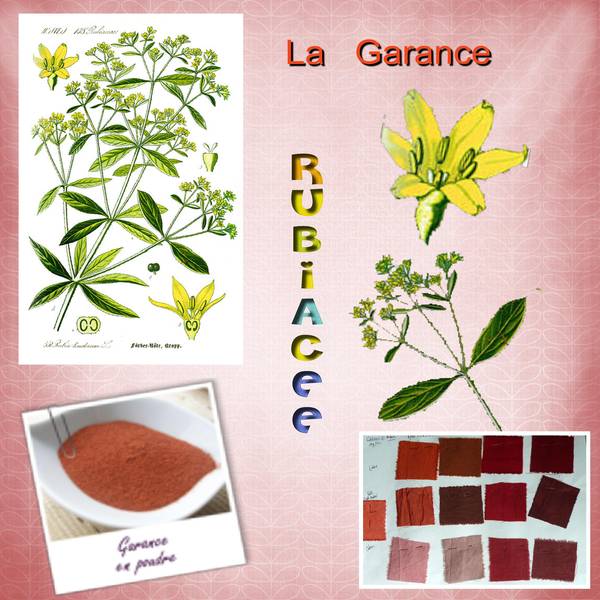 challenge Max ;plantes colorantes