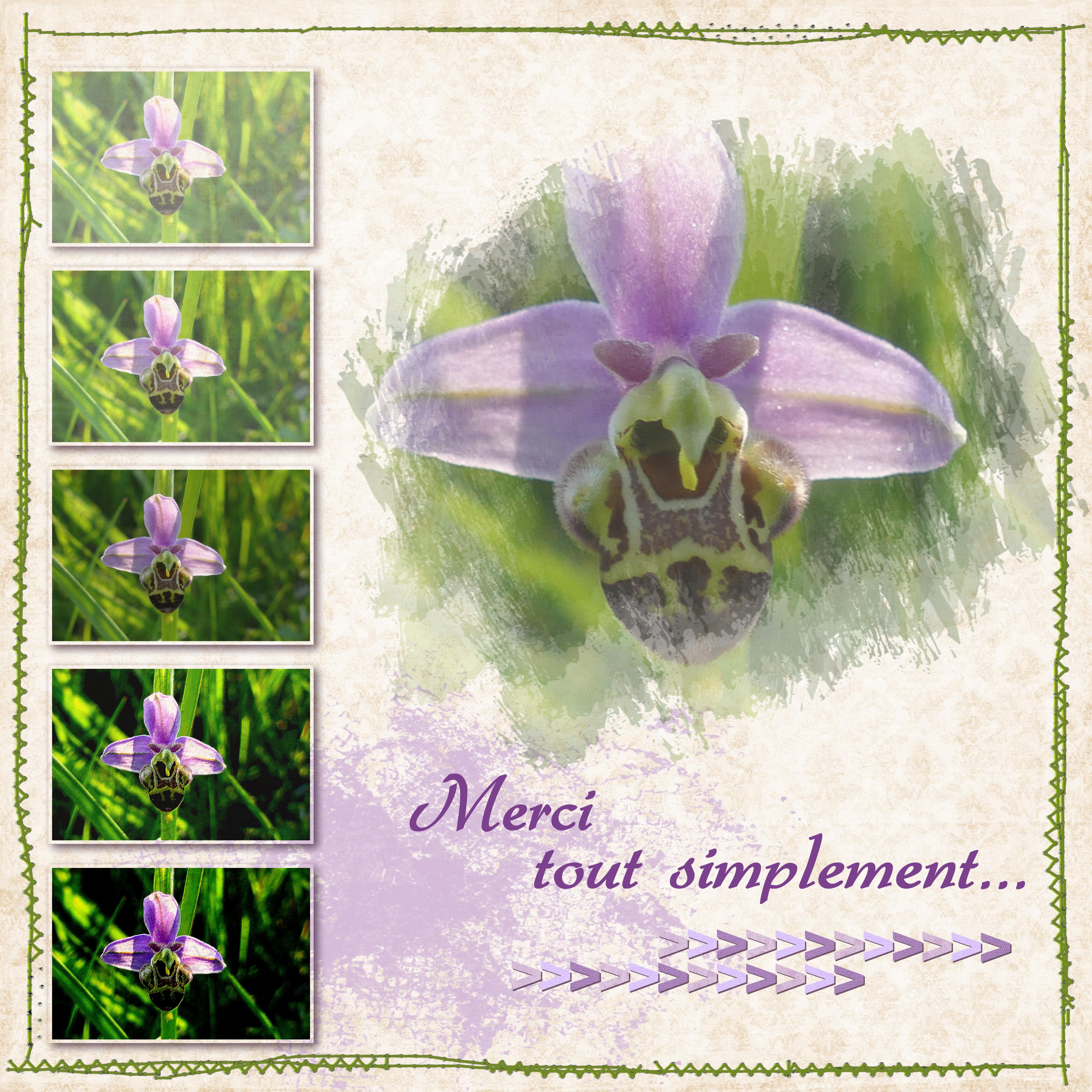 Challenge photo Aliselle merci.jpg