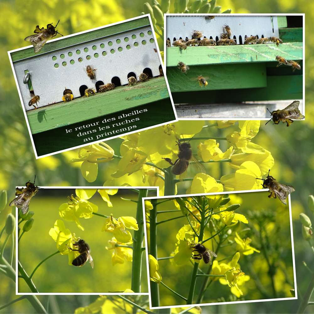 Challenge Printemps 16 Abeille