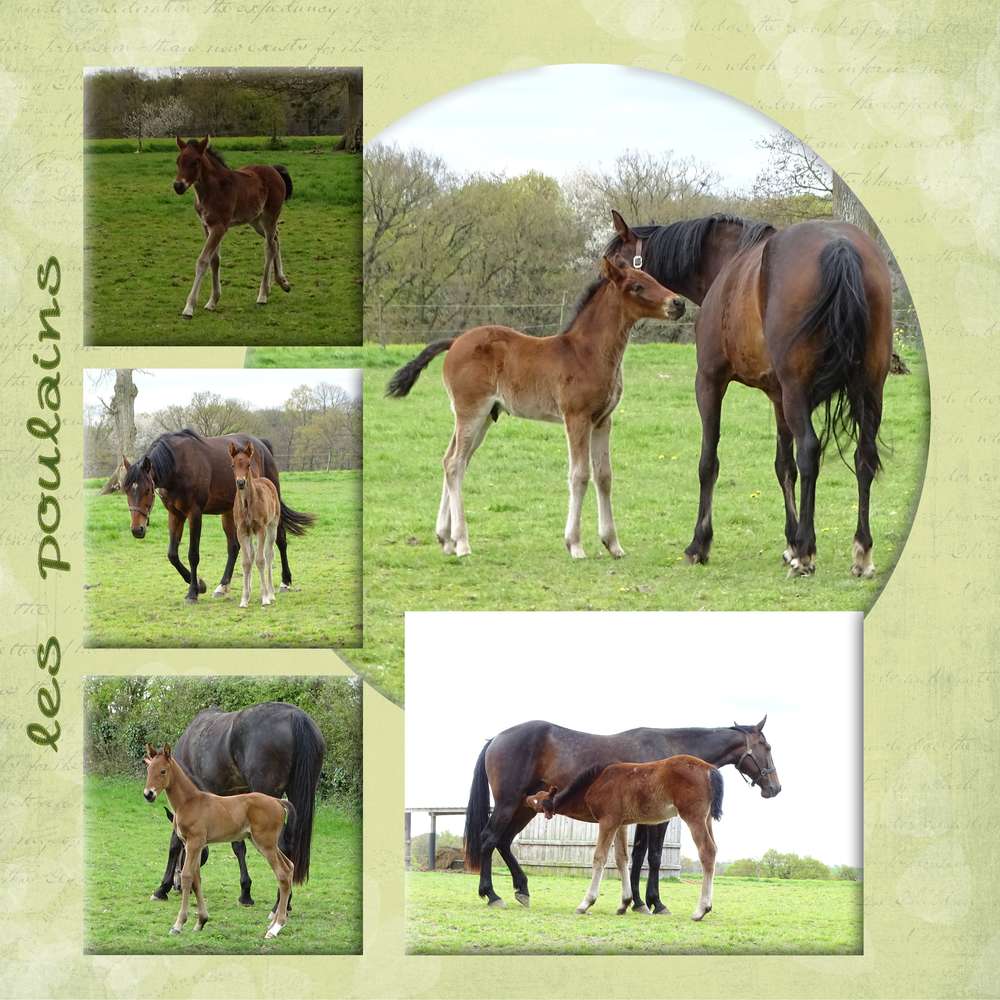 Challenge Printemps 19 Animaux