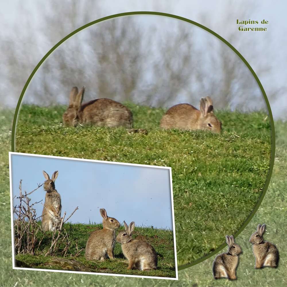 Challenge Printemps 2020 - 10 Lapin