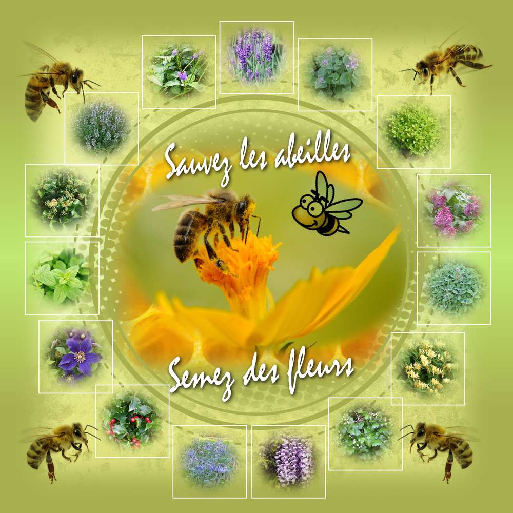 challenge printemps abeille 2