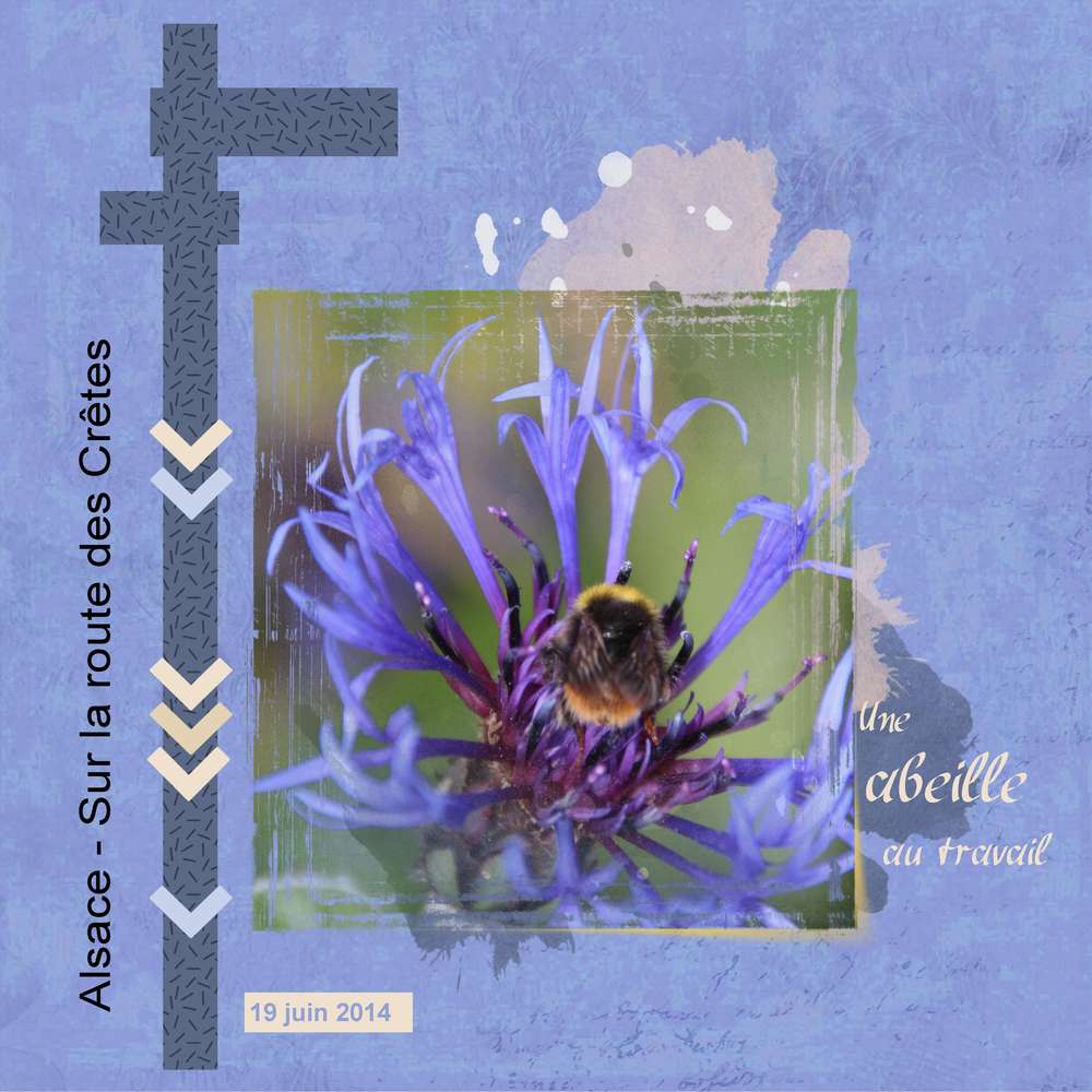 Challenge printemps abeille