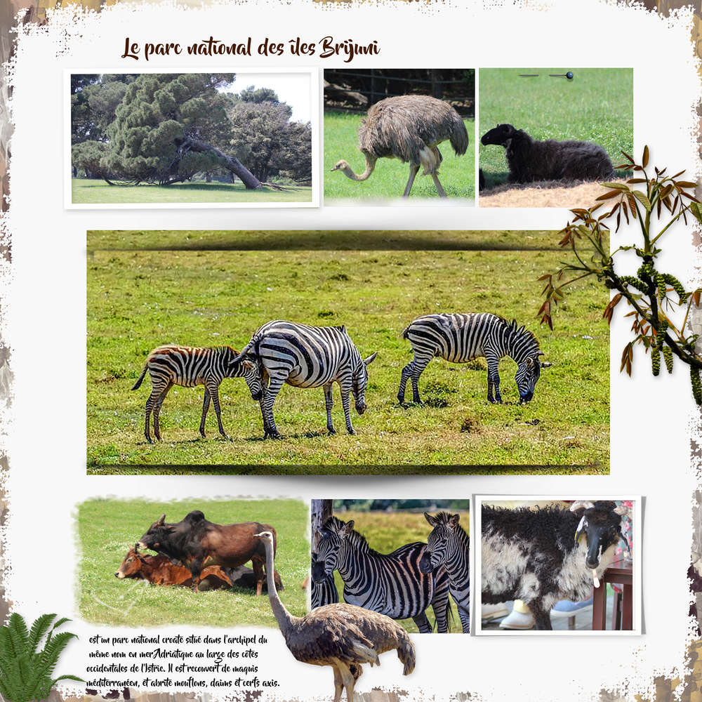 Challenge printemps animaux