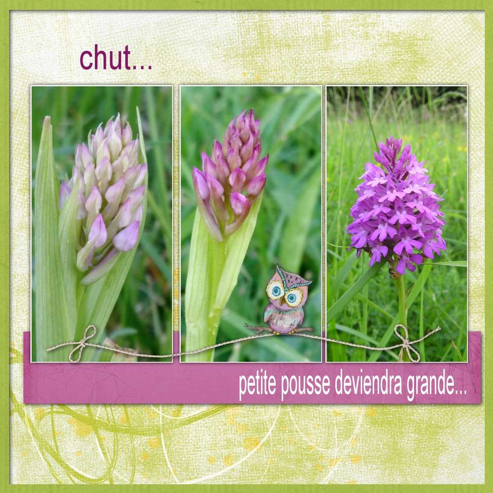 challenge printemps Ca pousse