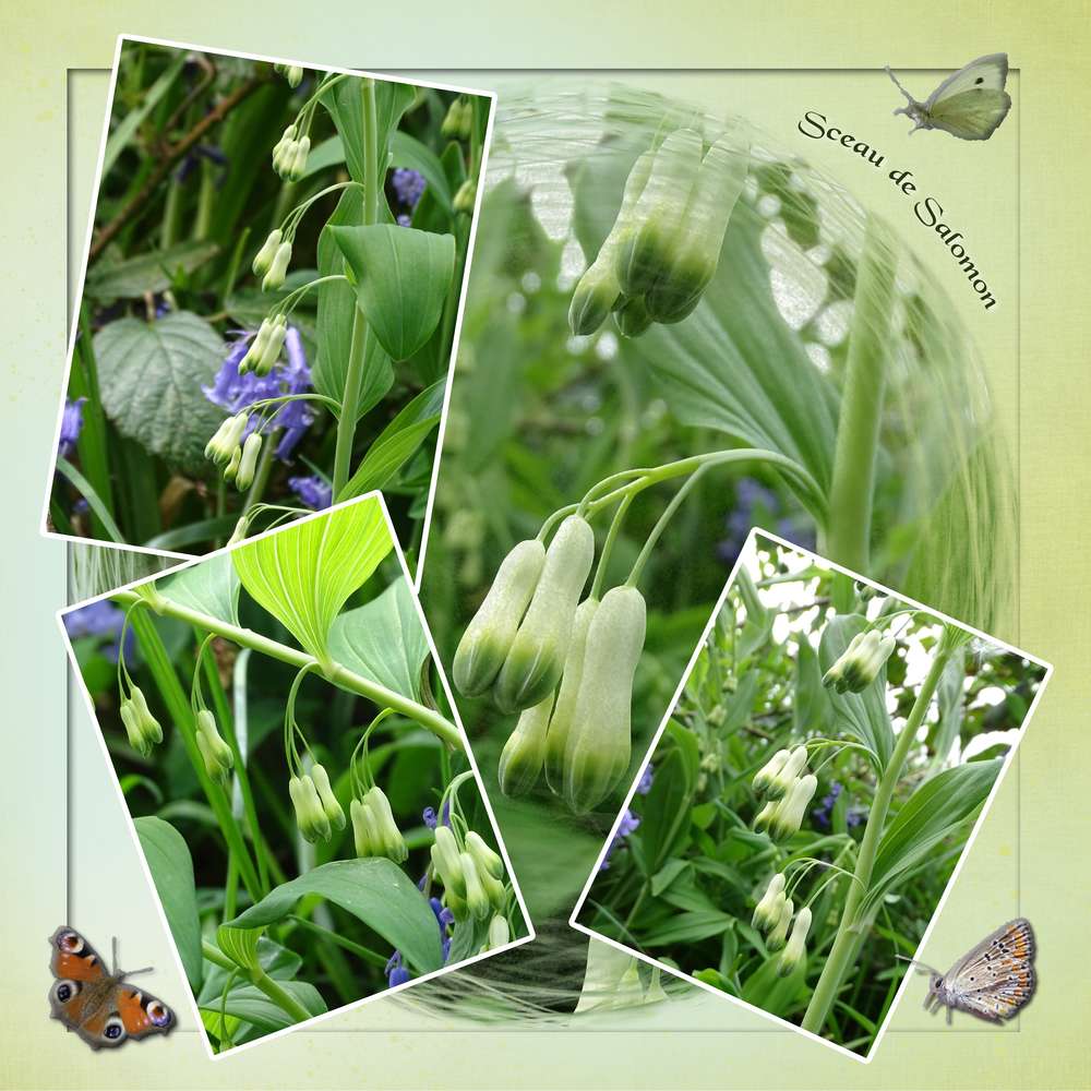 Challenge Printemps C'est VERT - 22 AVRIL 2020