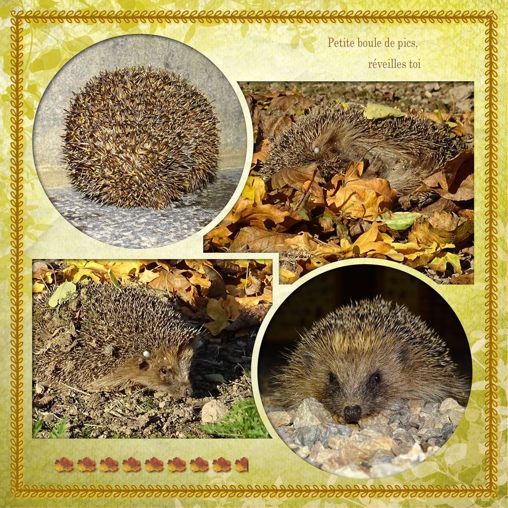 Challenge Printemps - Hérisson 25