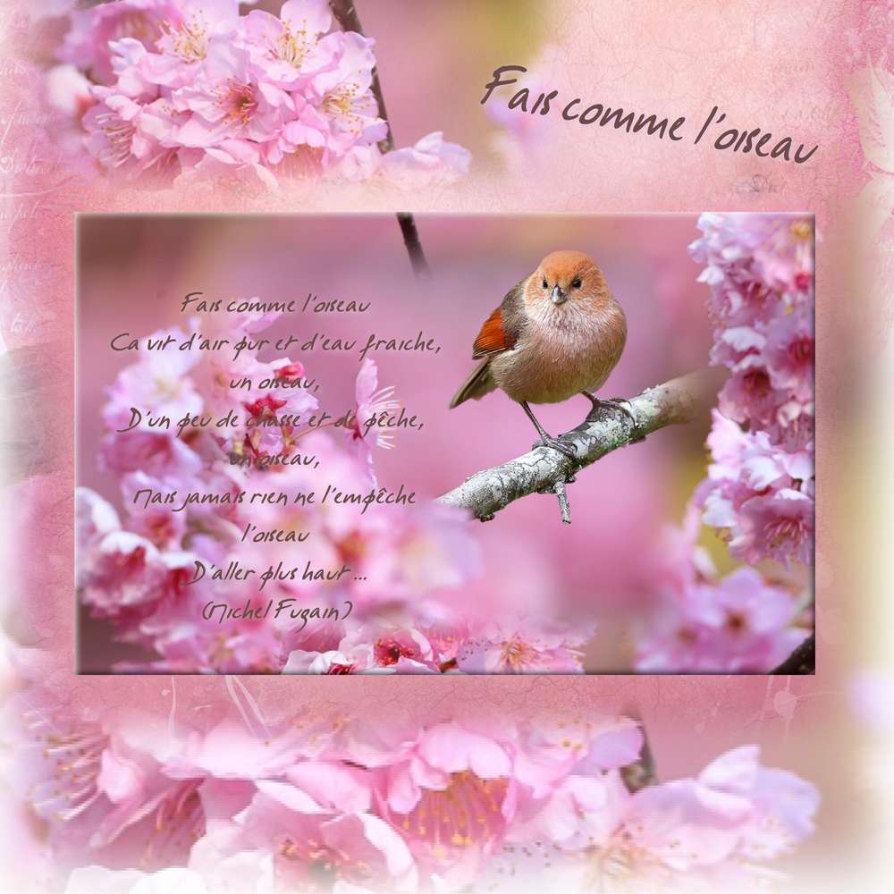 Challenge printemps oiseau 1