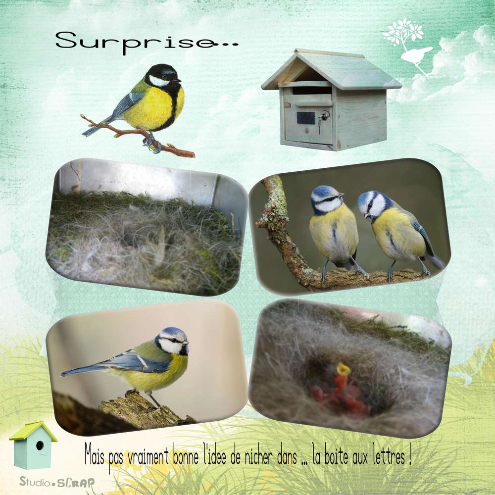 Challenge printemps oiseau 2