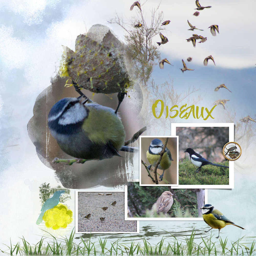 Challenge printemps oiseaux