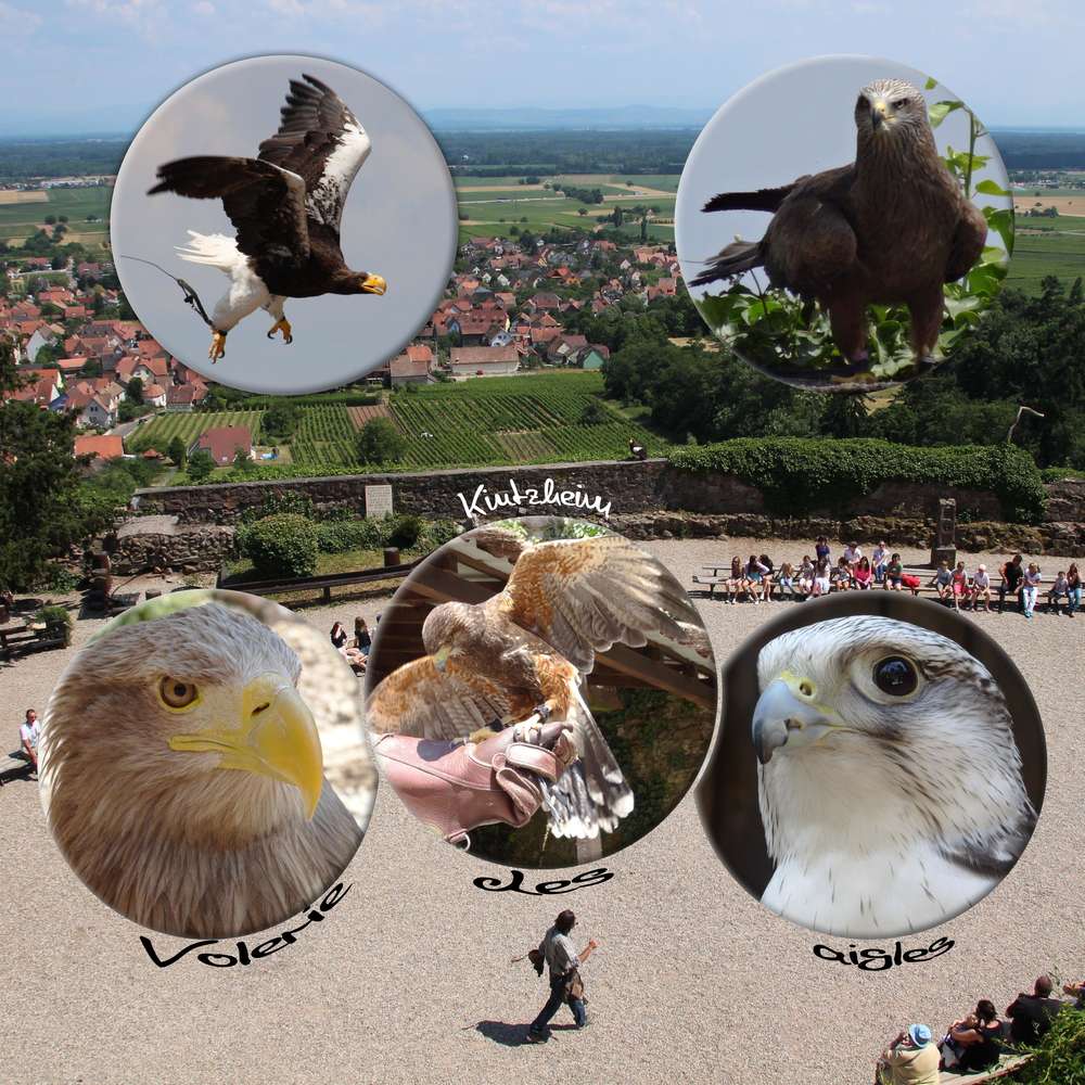 Challenge printemps oiseaux