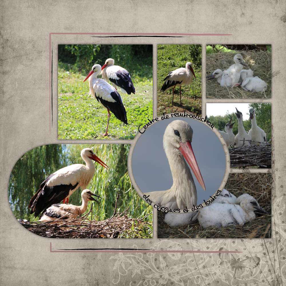 Challenge printemps oiseaux