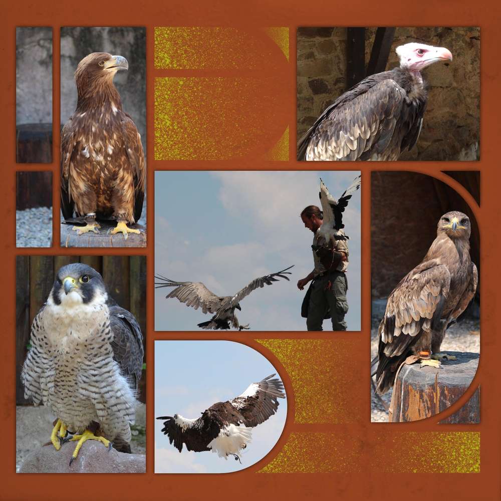 Challenge printemps oiseaux