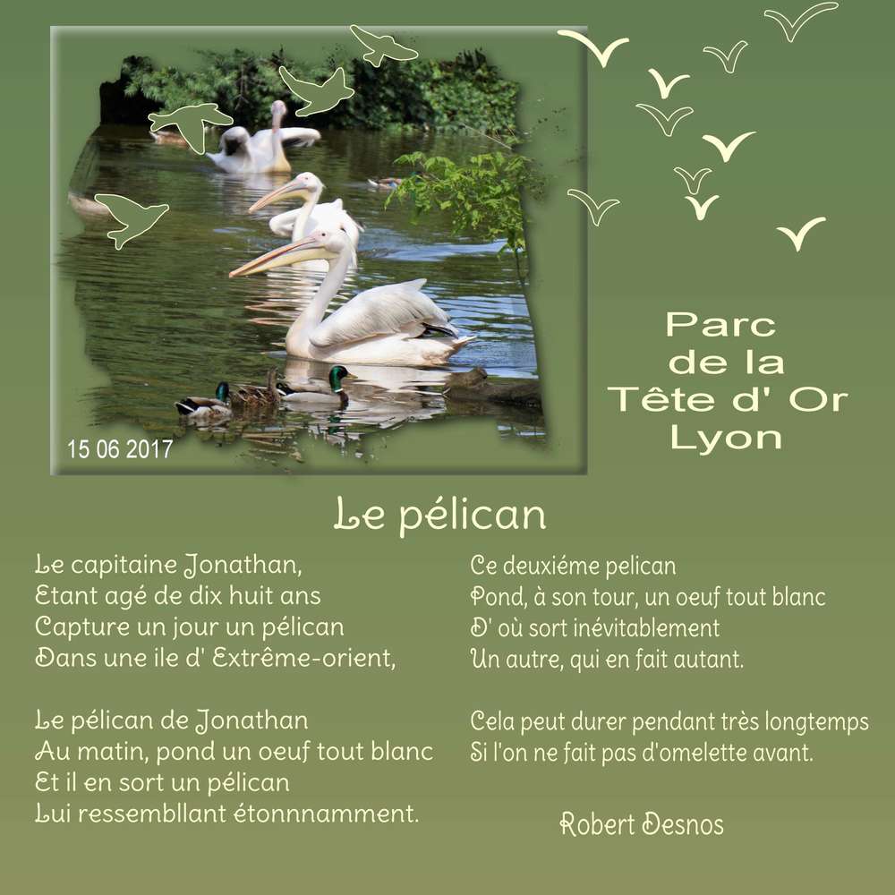 Challenge printemps oiseaux