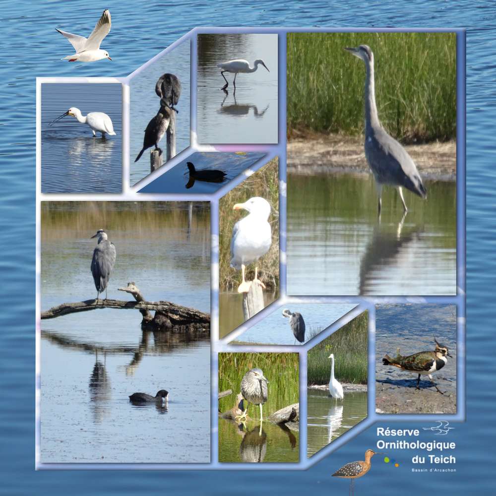 Challenge printemps oiseaux