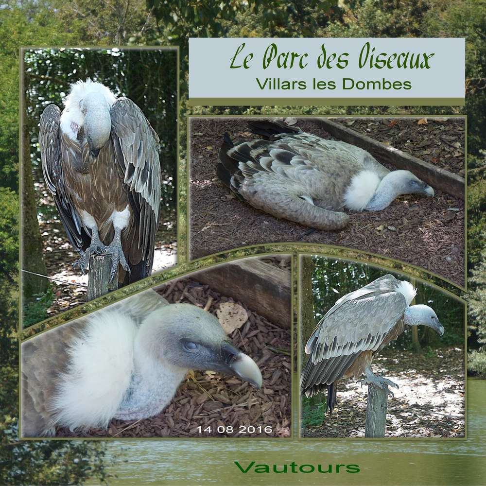 Challenge printemps oiseaux