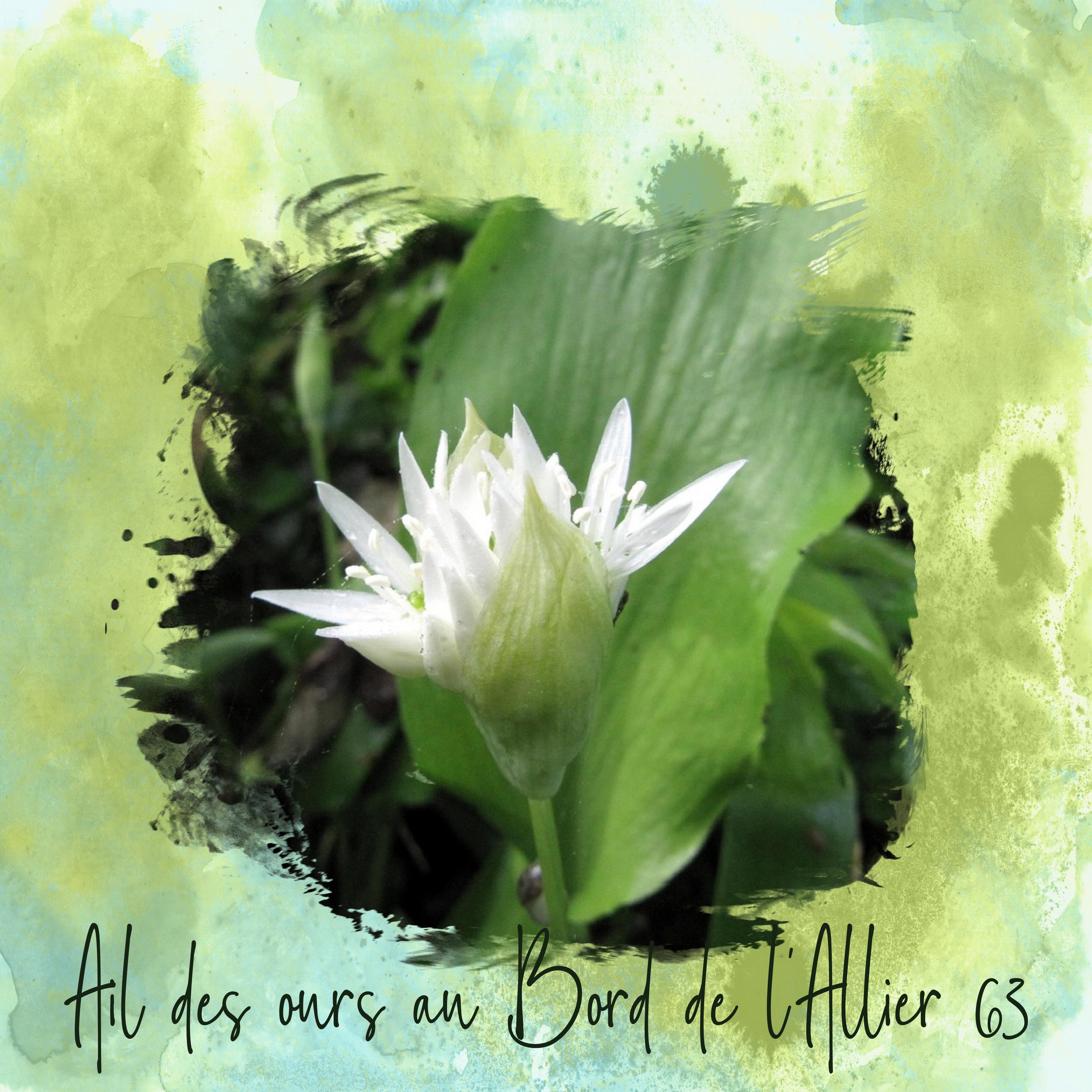 challenge snoopy22 -3- ail des ours .jpg