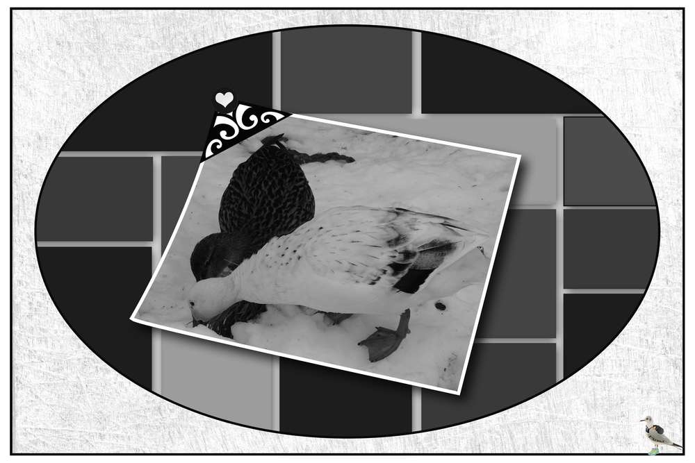 challenge_arc_en_ciel-noir_et_blanc2