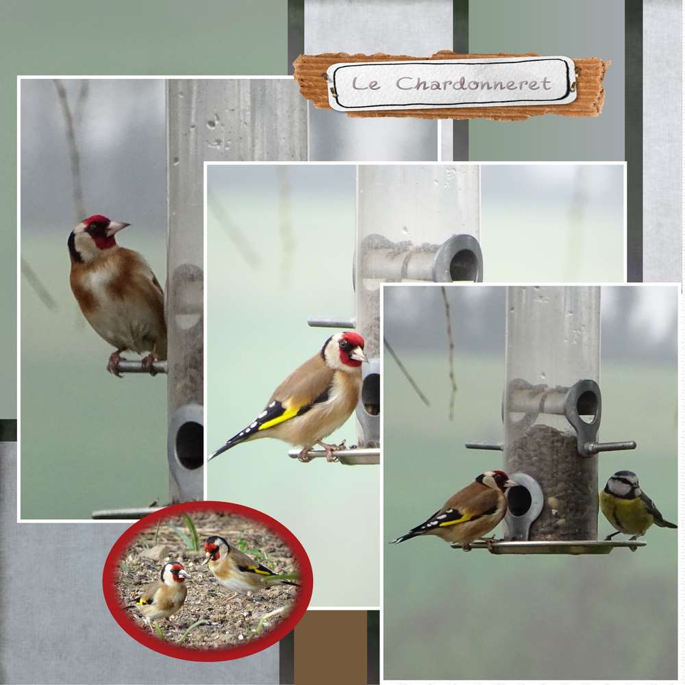 challenge_Gilberte_-_mars_2019_-_Le_chardonneret