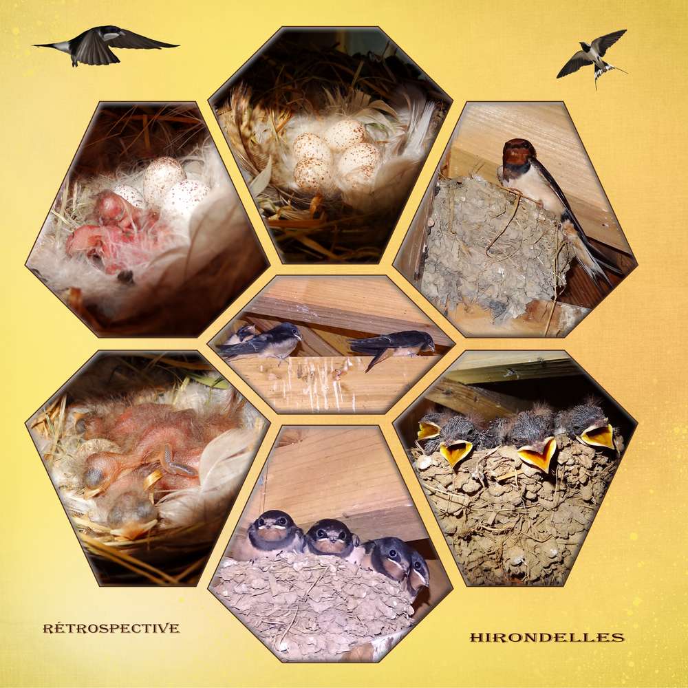 Challenge_Printemps_-_13_-_Oiseaux