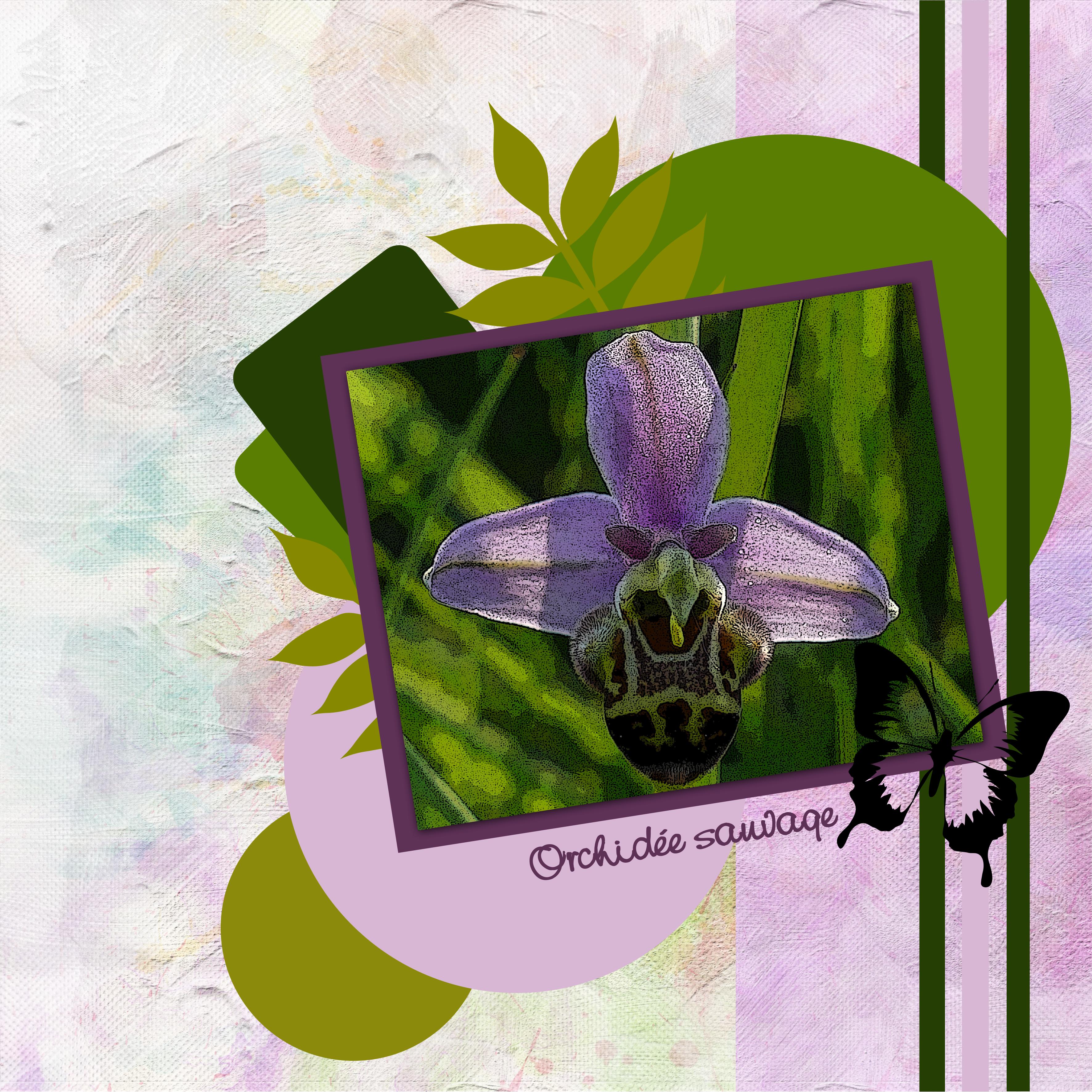 challengephotoOrchidée (page 3).jpg